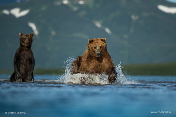 bears fishing