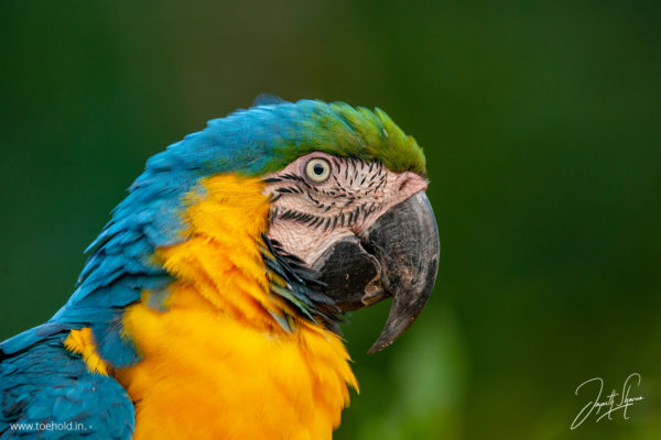 blueyellow macaw