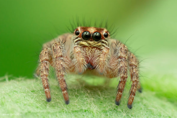 carrhotus spider