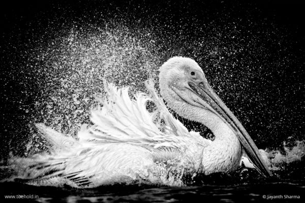 pelican splash