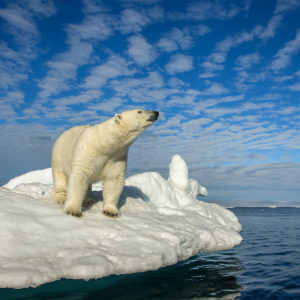 WL1001 - Polar Bear, Svalbard
