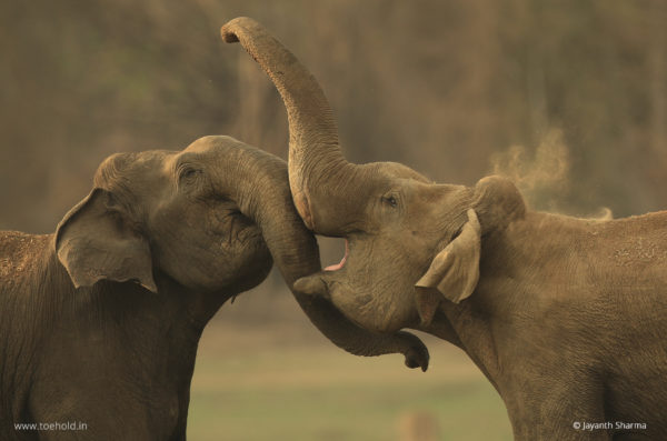 Elephant Combat