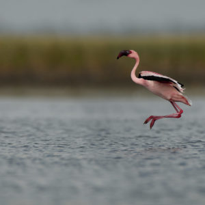 flamingo flight
