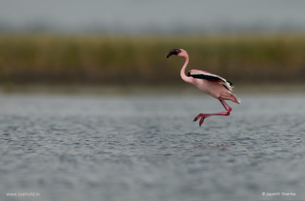 flamingo flight