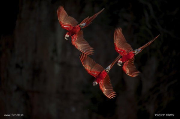 Red and Green Macaws