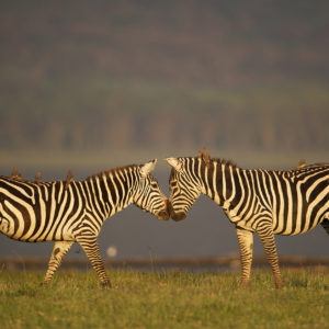 Zebras Africa Web