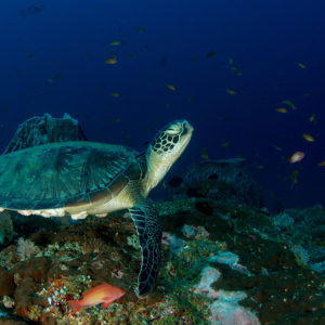 sea green turtle