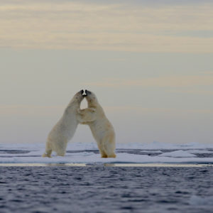 polar bear play