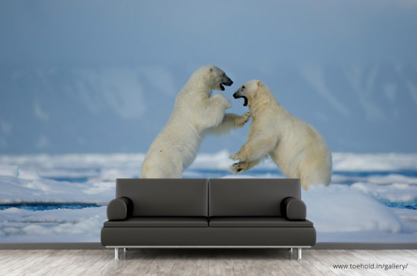 polar bear play fight close up wallpaper