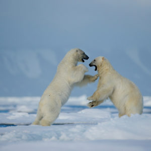 polar bear play fight close up
