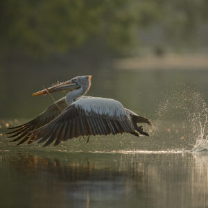 Pelican Takeoff Ranganthittu