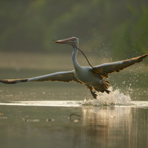 Pelican Flight Ranganathittu