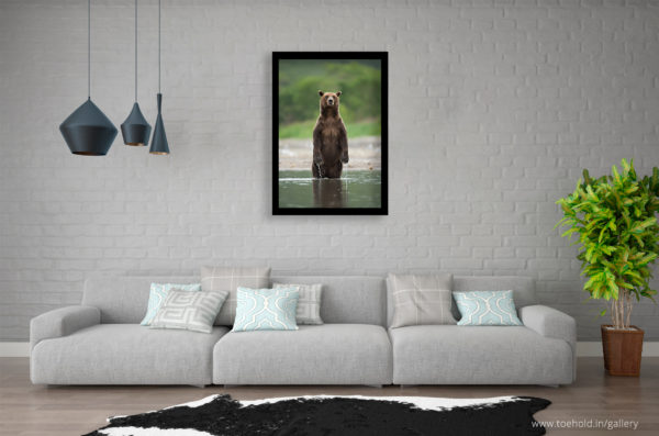 Brown bear Portrait Frame