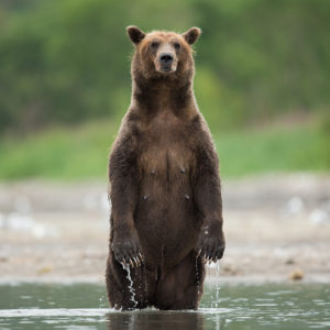Brown bear Portrait