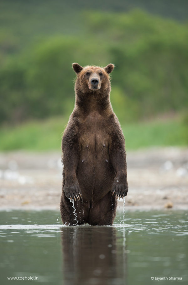 Brown bear Portrait