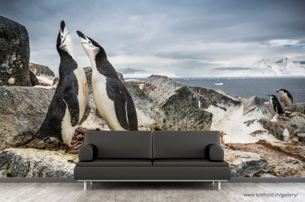 Chinstrap Penguins Wallpaper
