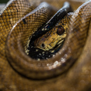 boa constrictor snake web