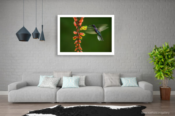 hummingbird frame