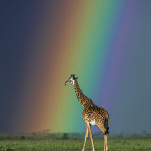 Giraffe Rainbow