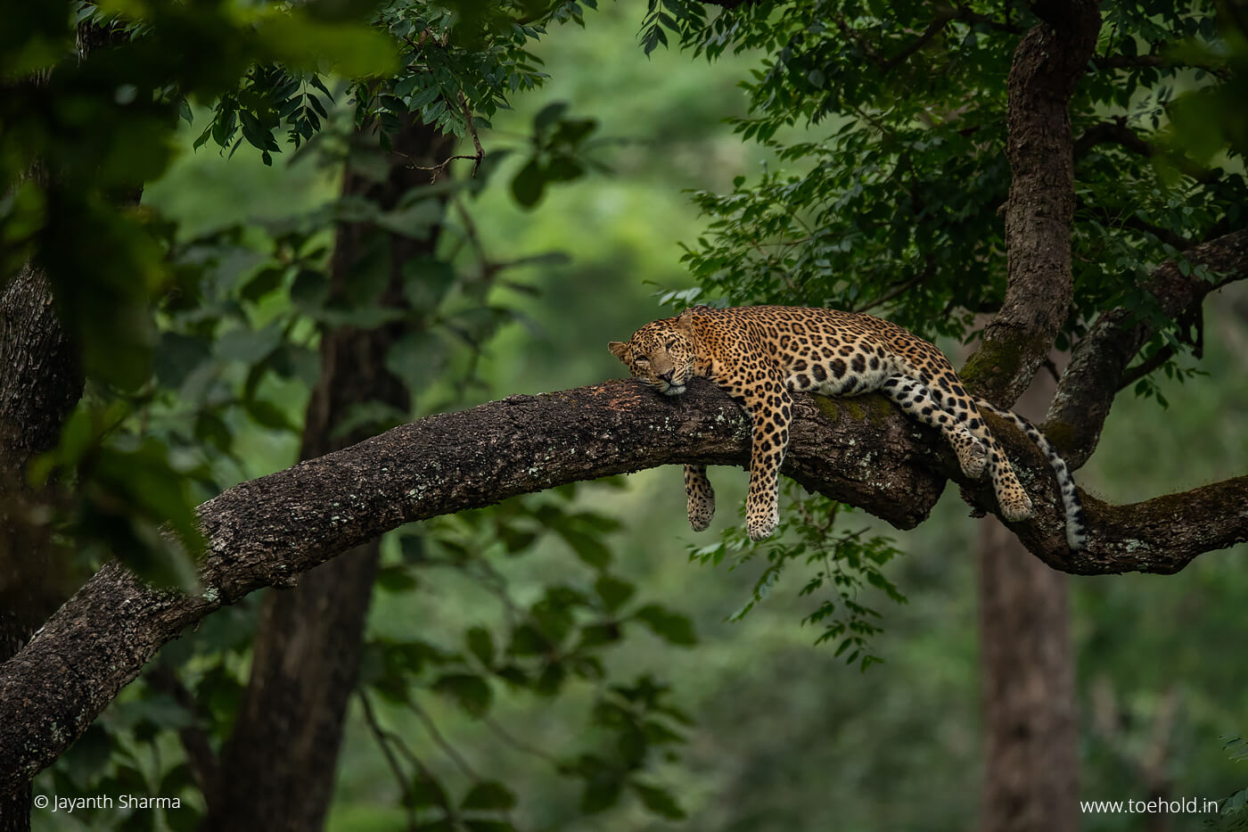 leopard tree sleep 2023
