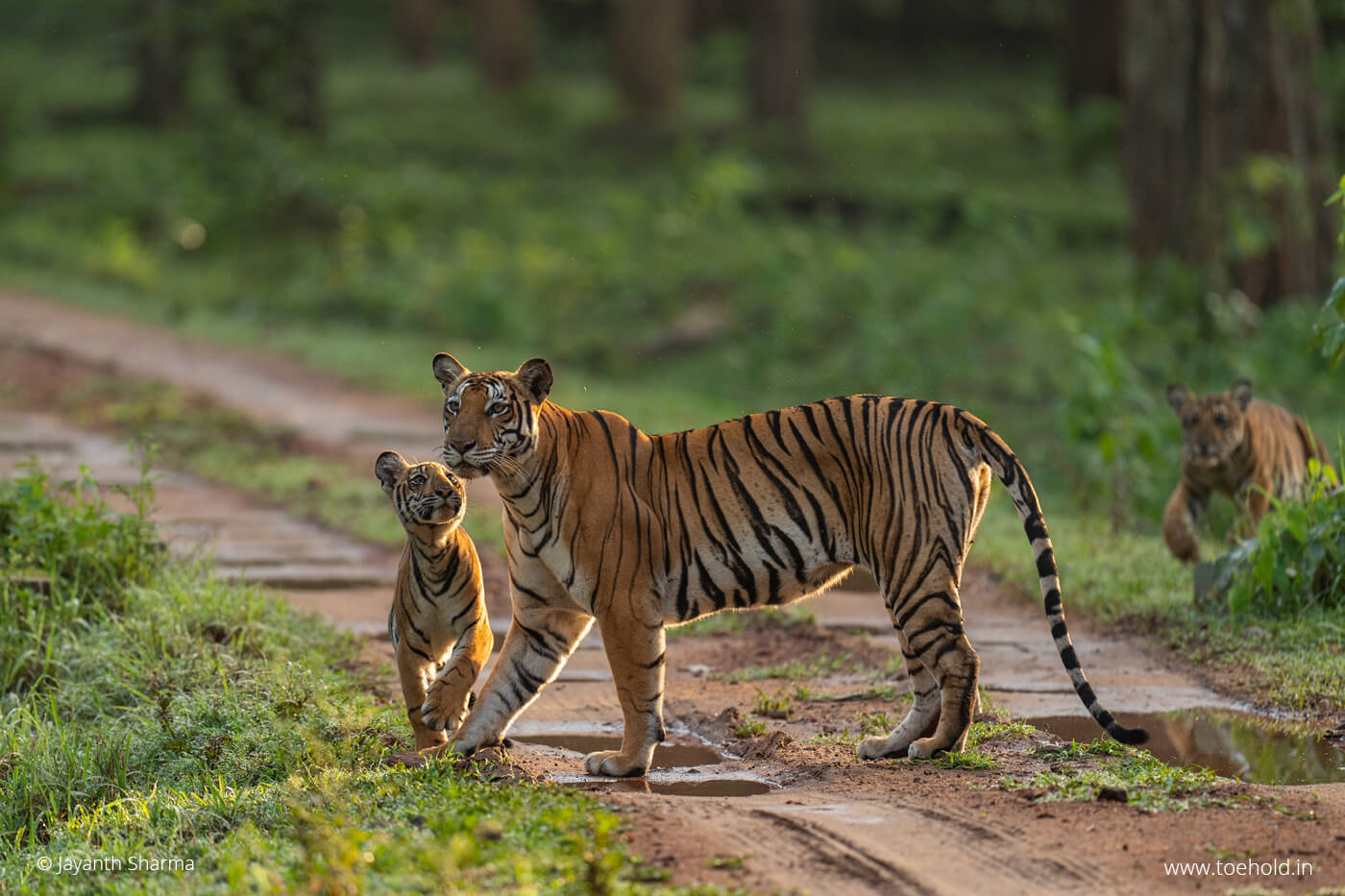 tiger cubs kabini 2022