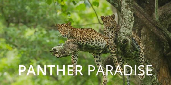 Panther Paradise