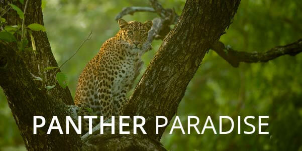 Panther Paradise