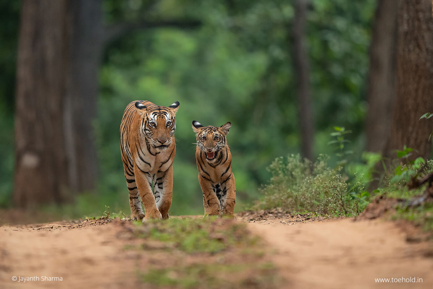 tiger cub snarl 2022