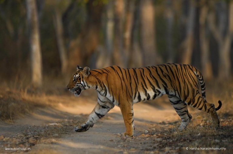Bandipur wildlife tour, Tiger
