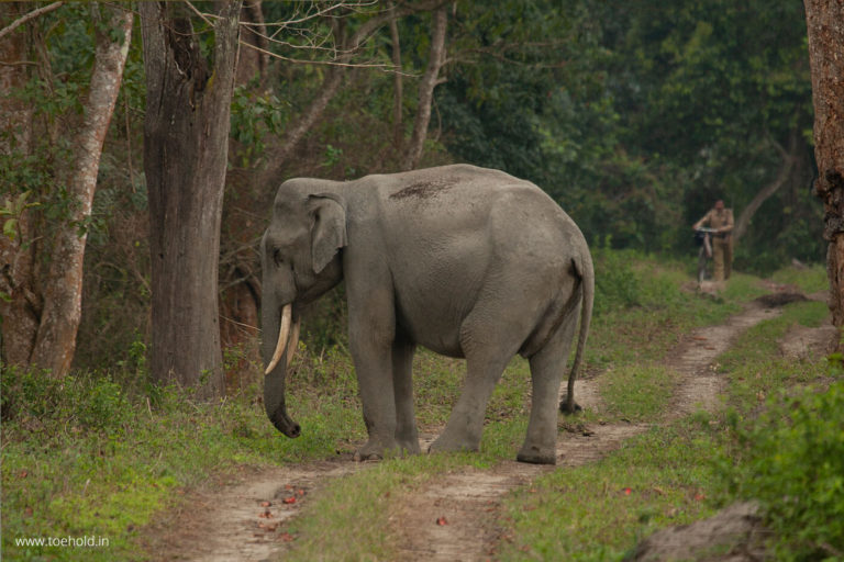 Kaziranga wildlife tour packages
