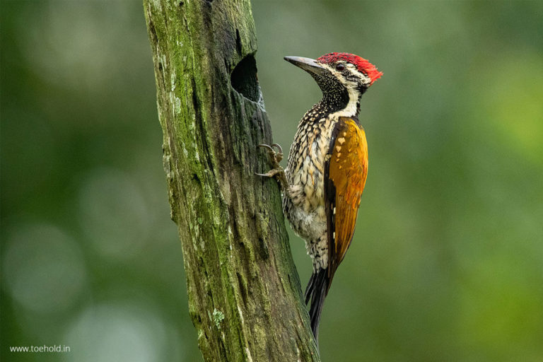 lesser flareback woodpecker
