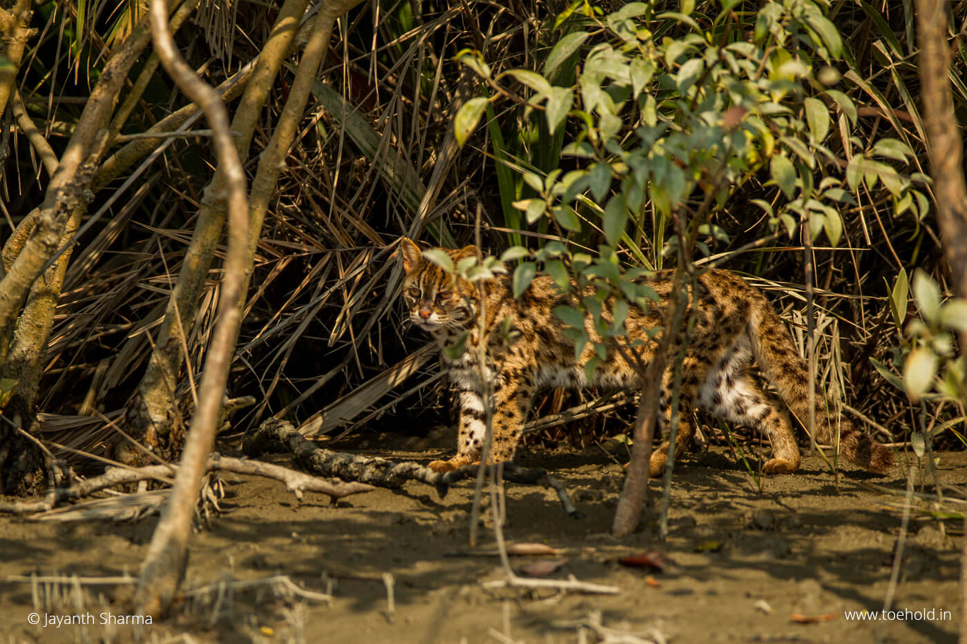 Sundarbans Wildlife Tour Packages – Toehold ® Travel