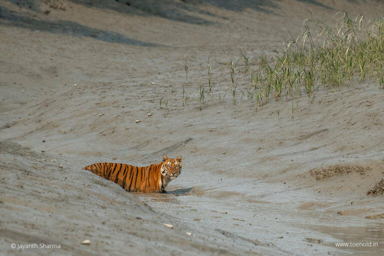 Sundarbans Wildlife Tour Packages