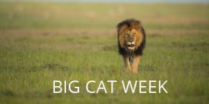 Big Cat Week