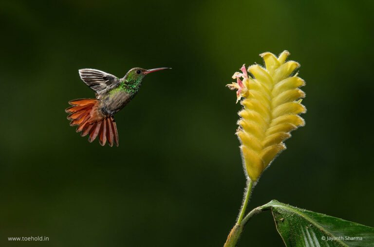 Rufous Tailed Hummingbird