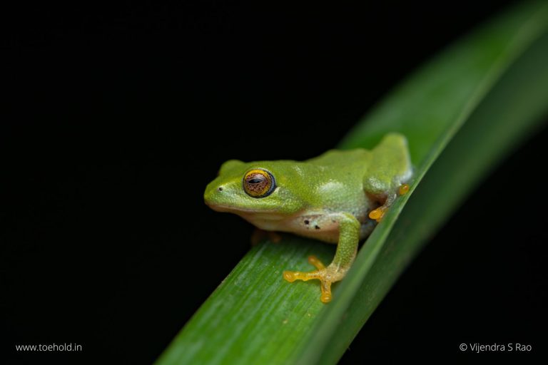 Jayaram's bush frog (Raorchestes jayarami)