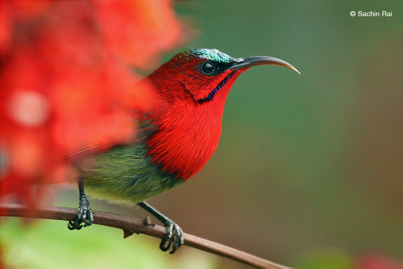 Crimson Sunbird 
