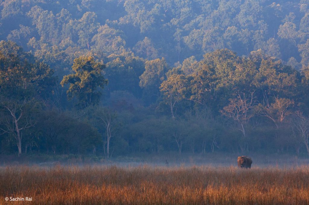 Elephant-Early-Morning