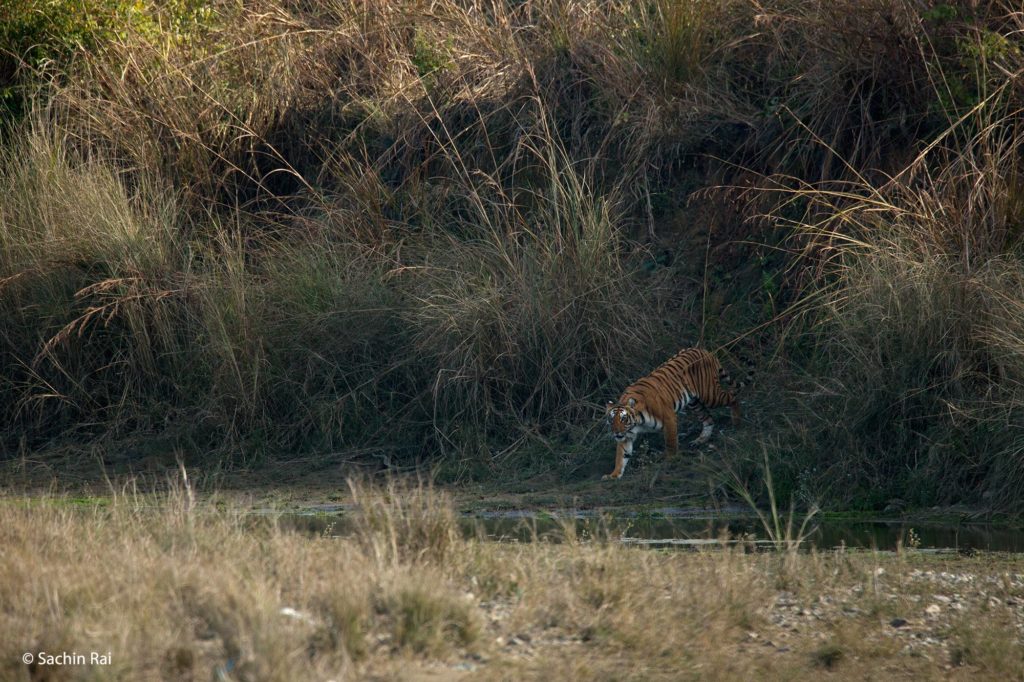Tiger-Approaching-Brook,-by-Sachin-Rai