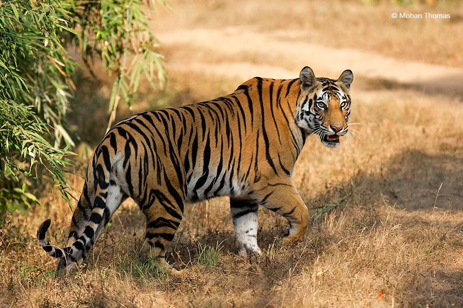Tiger Bandhavgark Mohan 2024
