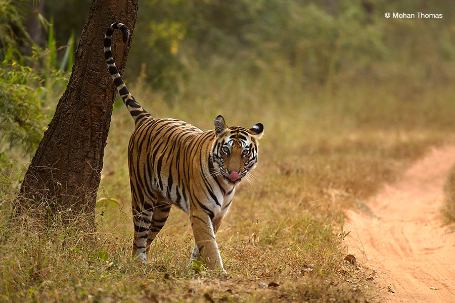 Tigress Bandhavgarh Mohan 2022