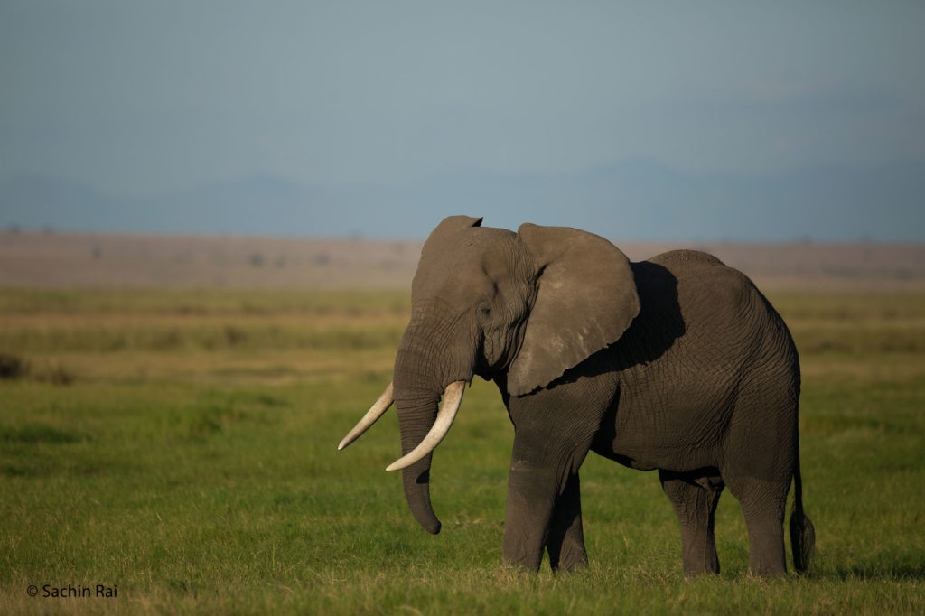 Elephant, Amboseli