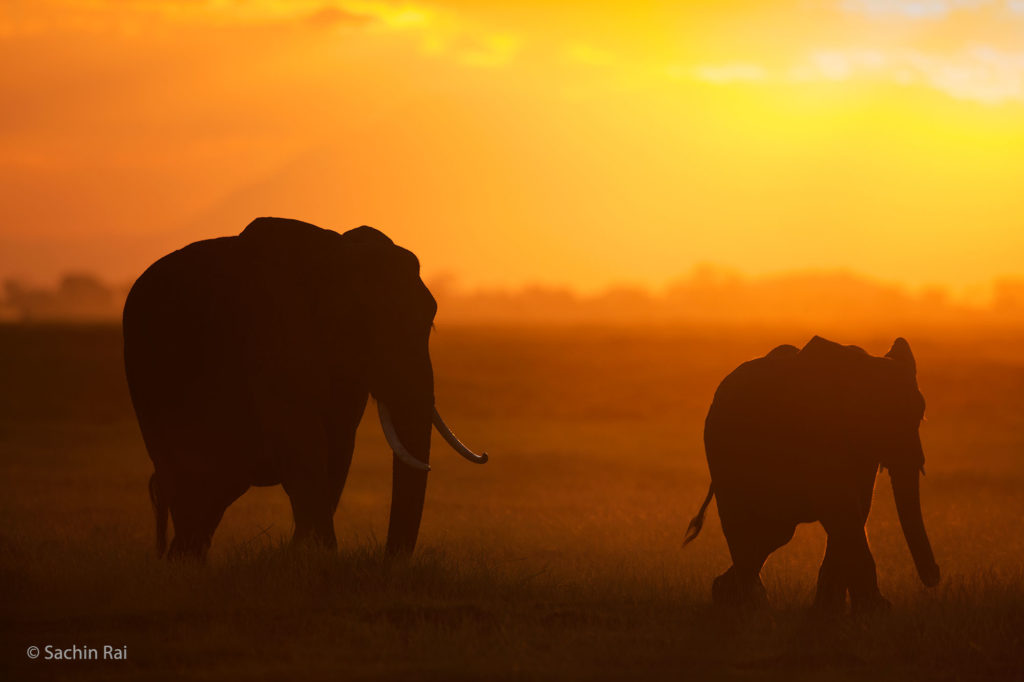 Elephants at Sunset, Amboseli