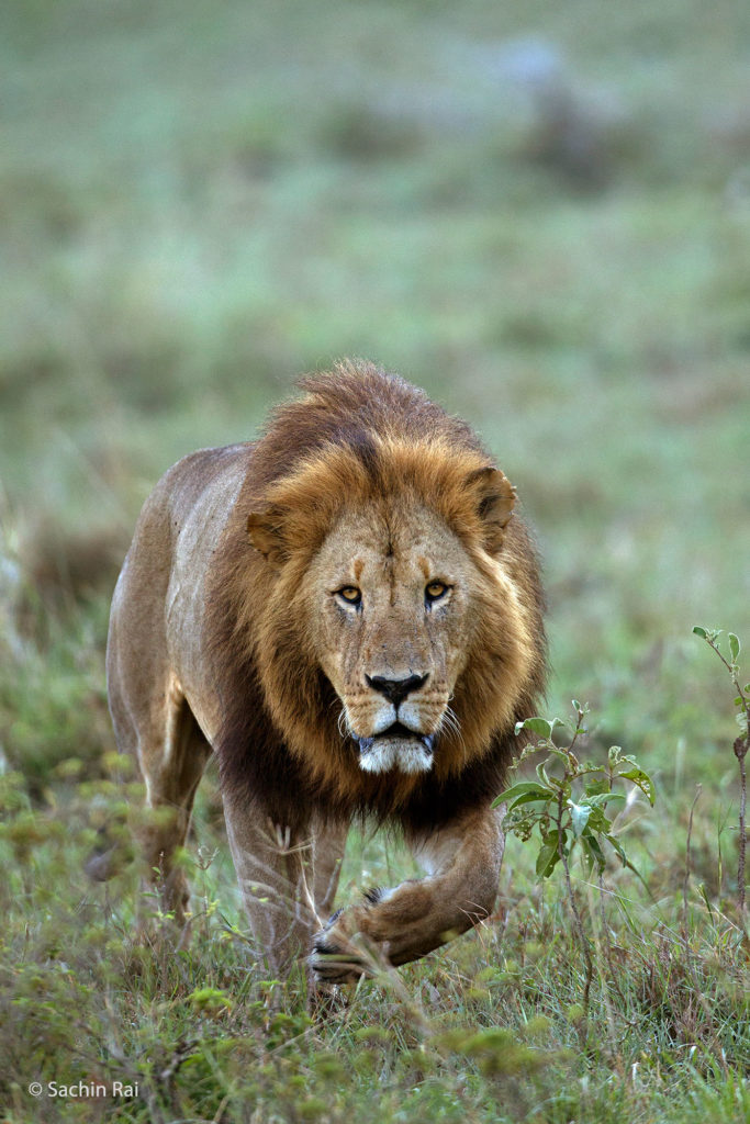 Lion, Nakuru