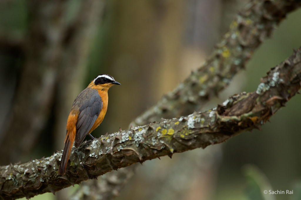 White-browed Robin