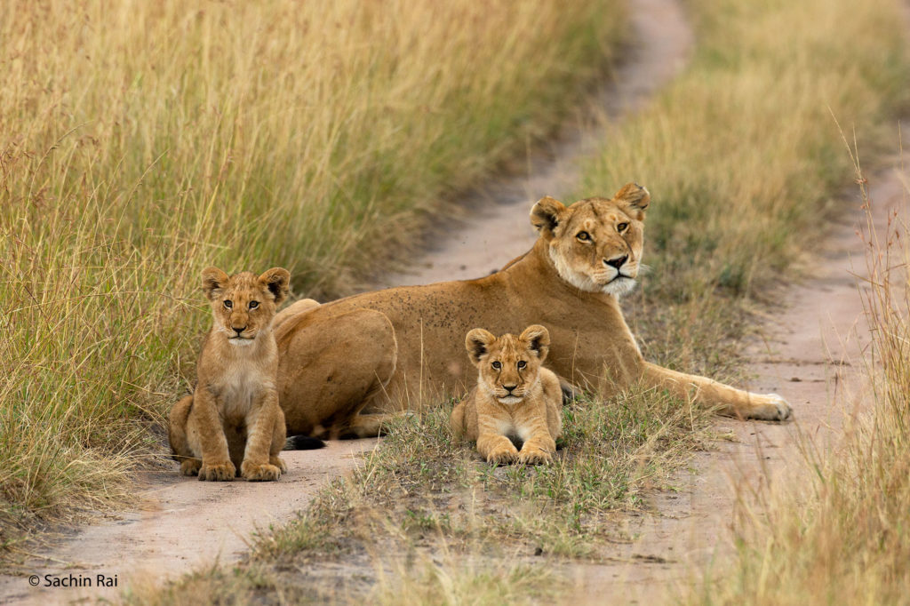 Lioness and Cubs, Masai Mara