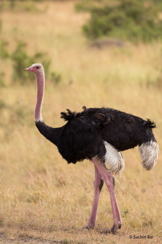 Maasai Ostrich, Masai Mara
