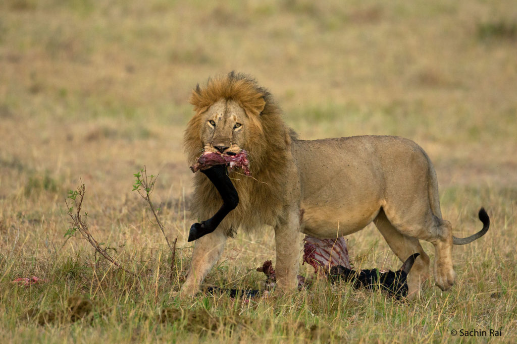 Lion with Kill, Masai Mara