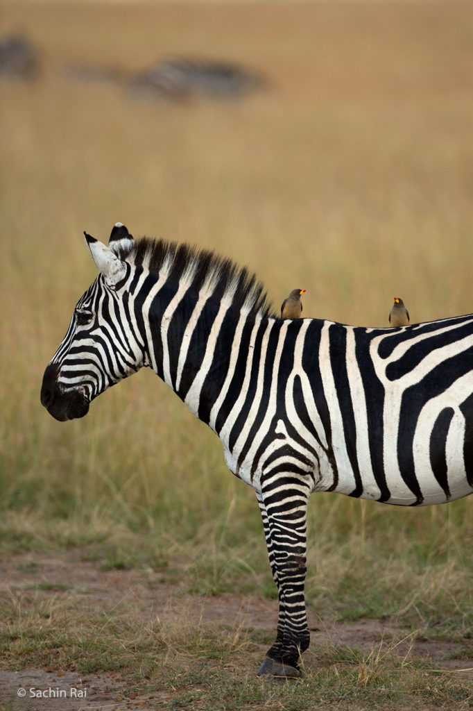 Zebra, Masai Mara