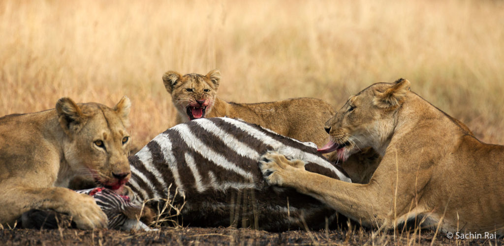 Lions on Zebra Carcass, Masai Mara